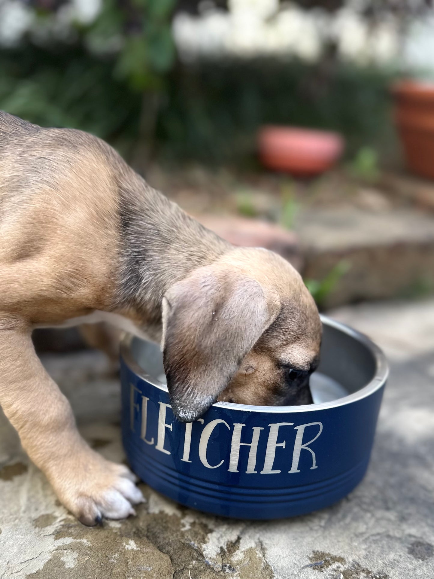 Custom Dog Bowls