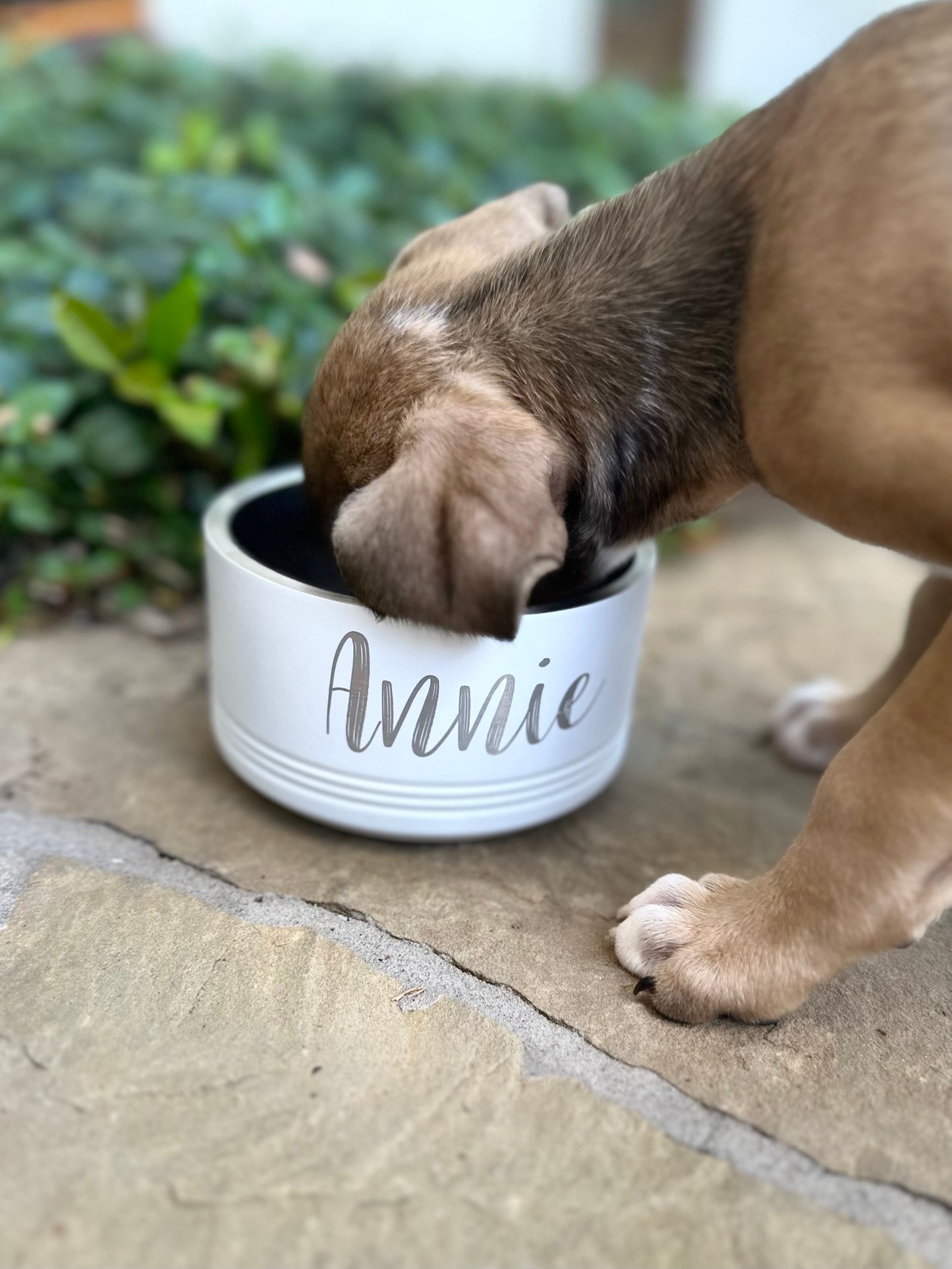 Custom Dog Bowls